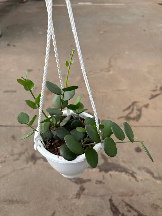 String of Coins