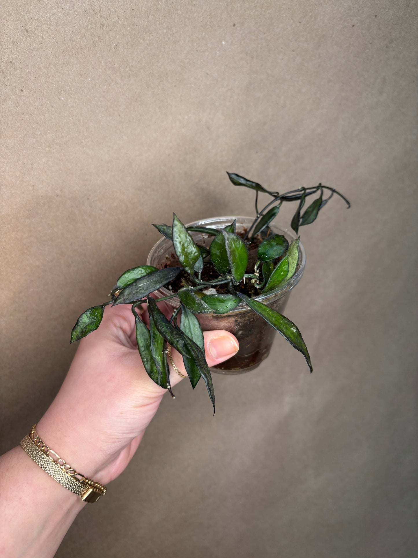 Hoya Lacunosa Royal Flush