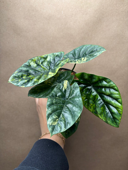 Alocasia sinuata variegated