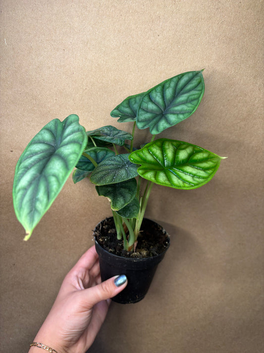 Alocasia dragon scale