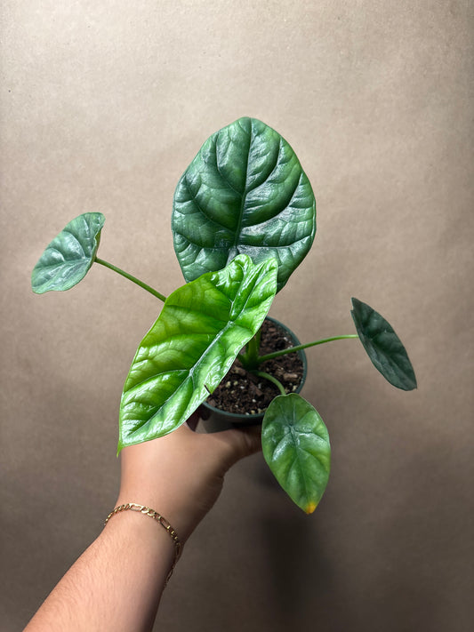 Alocasia quilted dreams