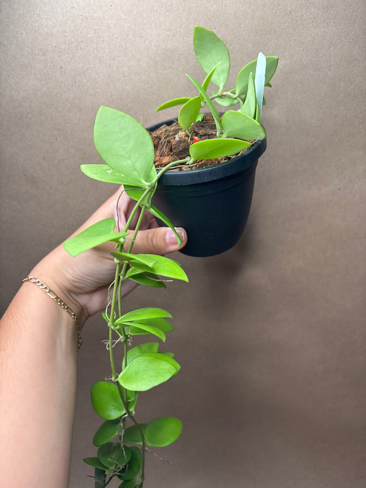 Hoya Myrmecopa 4” Hanging Basket