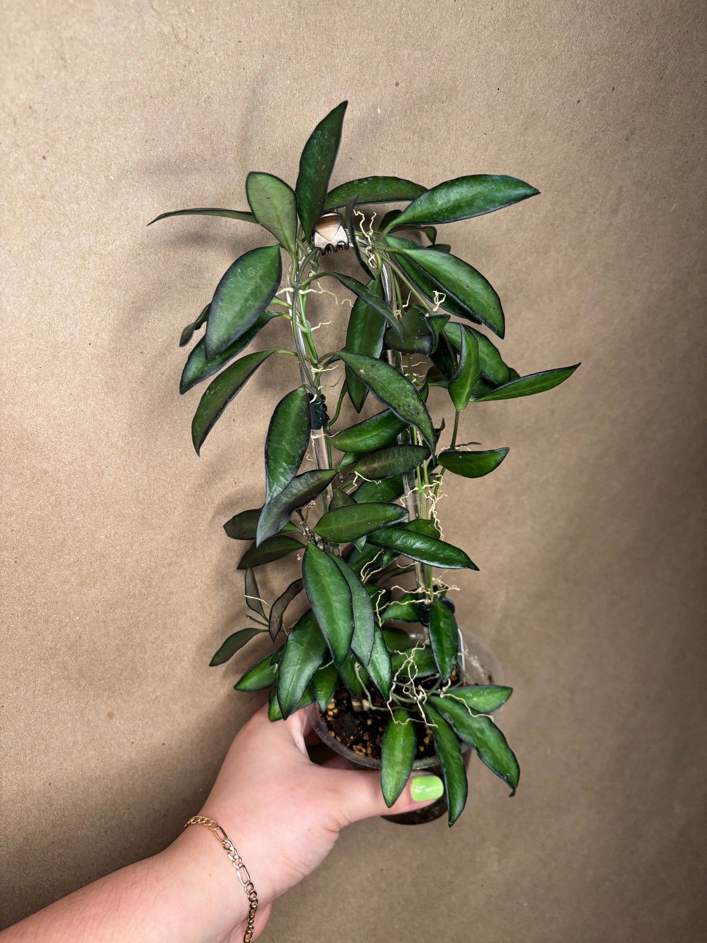 Hoya Rosita