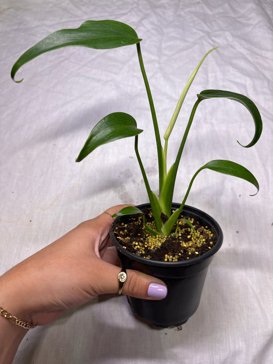 Monstera Burle Marx Flame