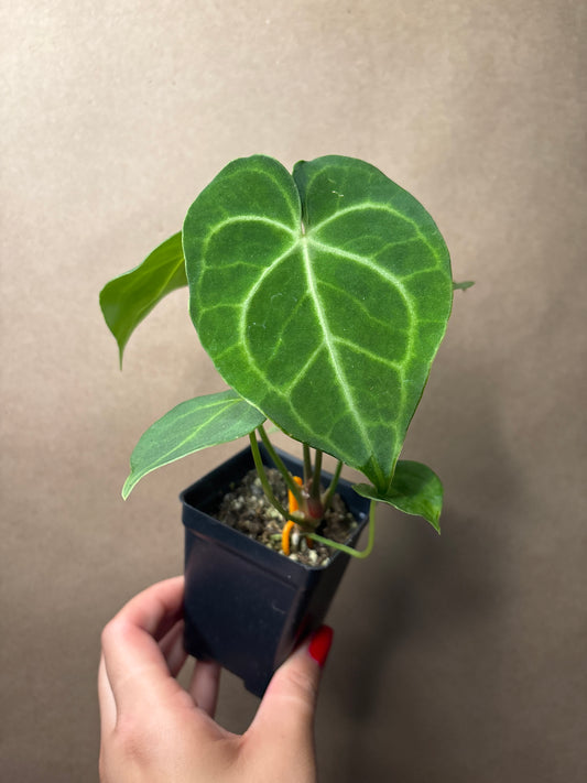 Anthurium Clarinervium