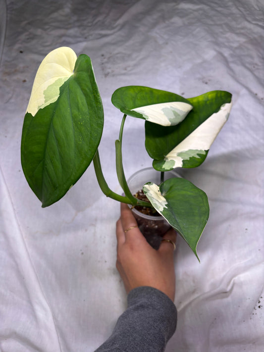 Syngonium Chiapense Albo