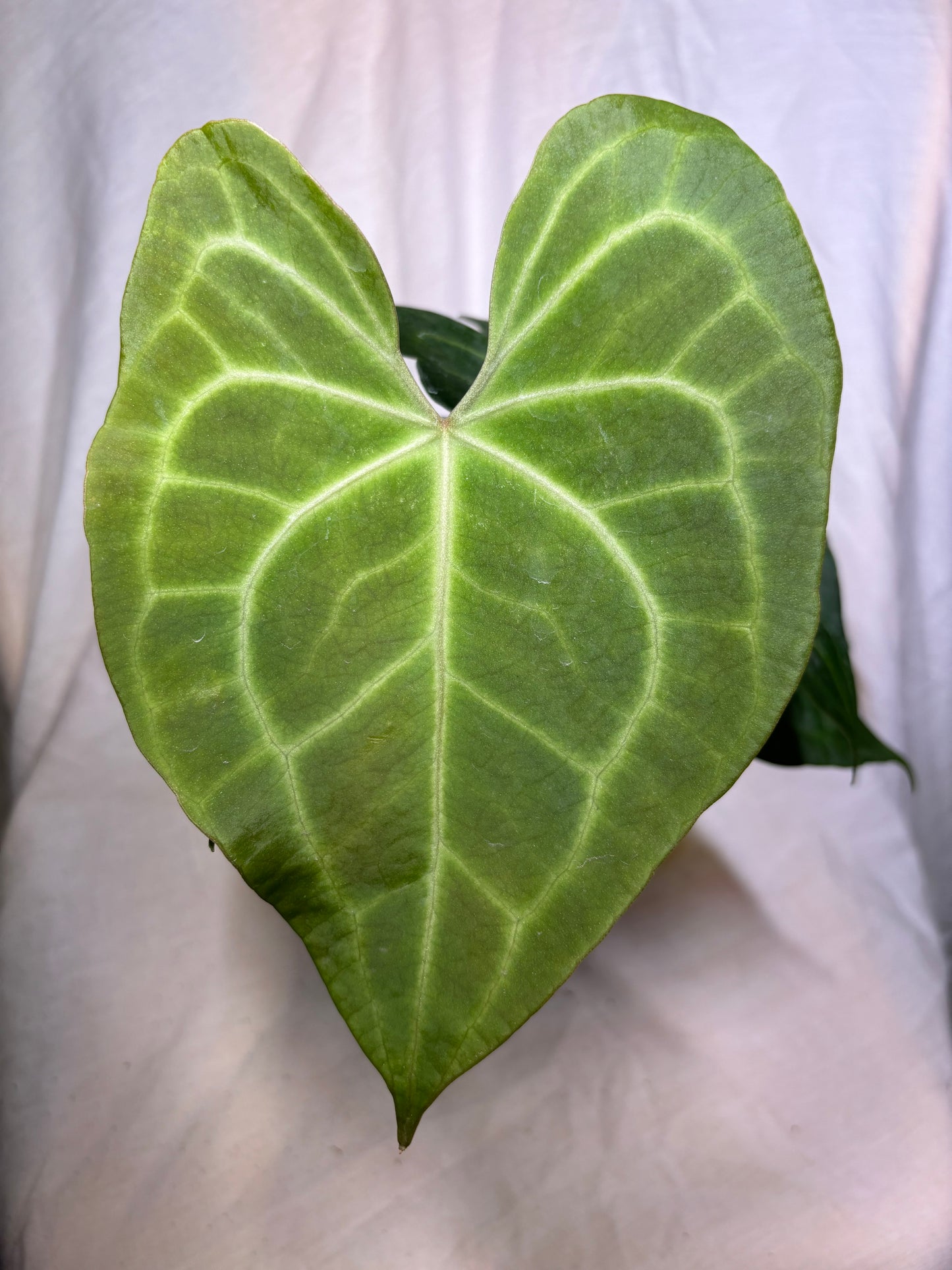 Anthurium Clarinervium Hybrid