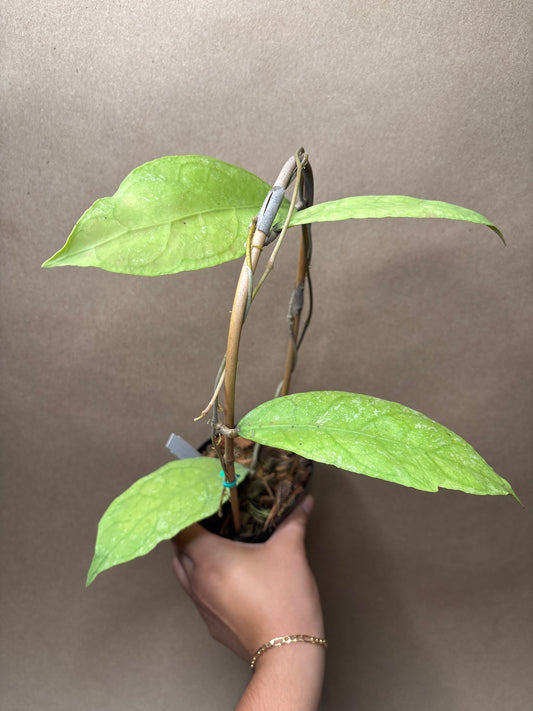 Hoya Peninsuraris (H. petal Teddy Bear) 4” Trellis