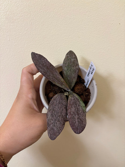 Hoya sigillatis (wide form)