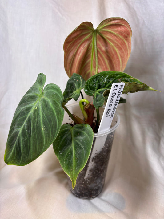 Philodendron El Choco Red