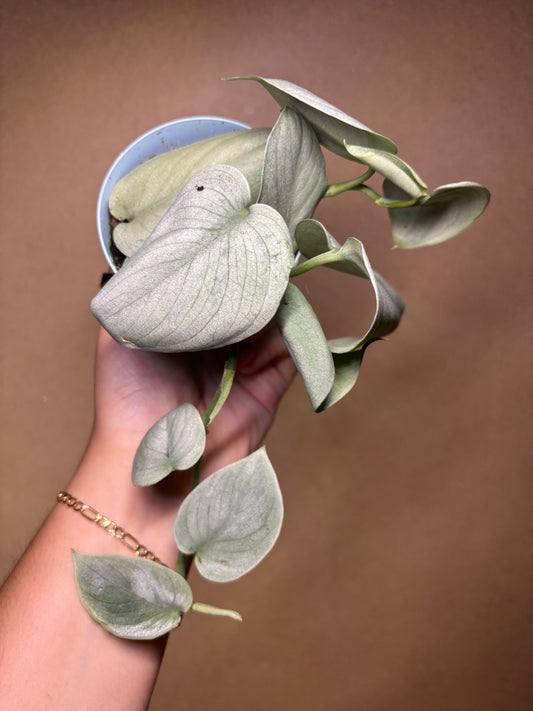 Scindapsus SOOO Silver 3”