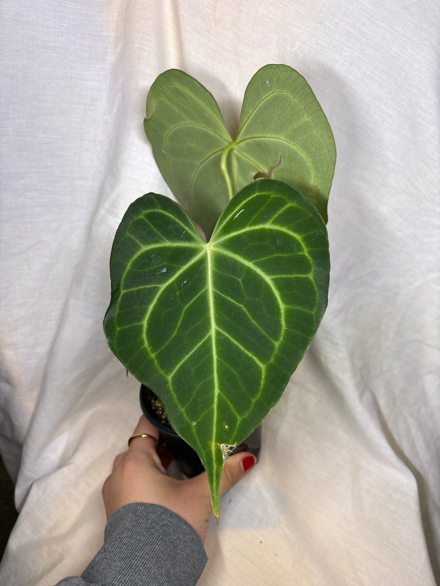 Anthurium Clarinervium Hybrid