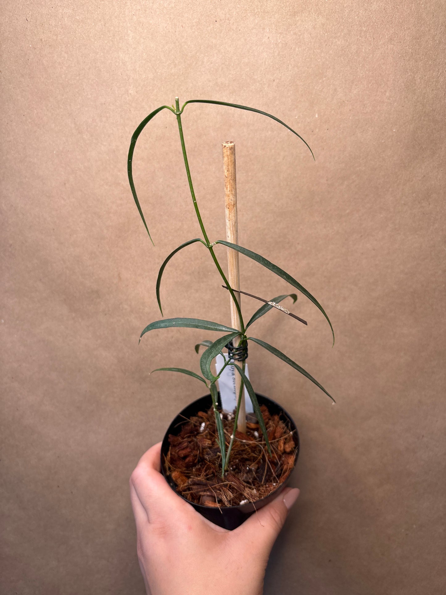 Hoya Stenophylla 4”