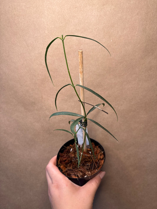 Hoya Stenophylla 4”