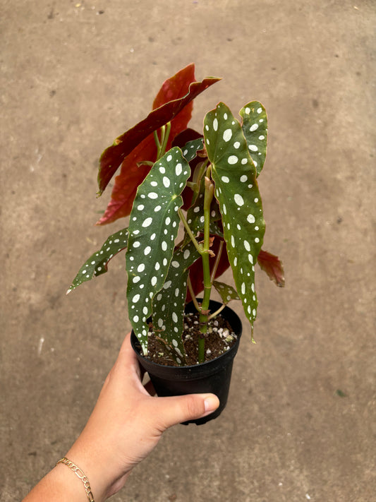 Begonia Maculata