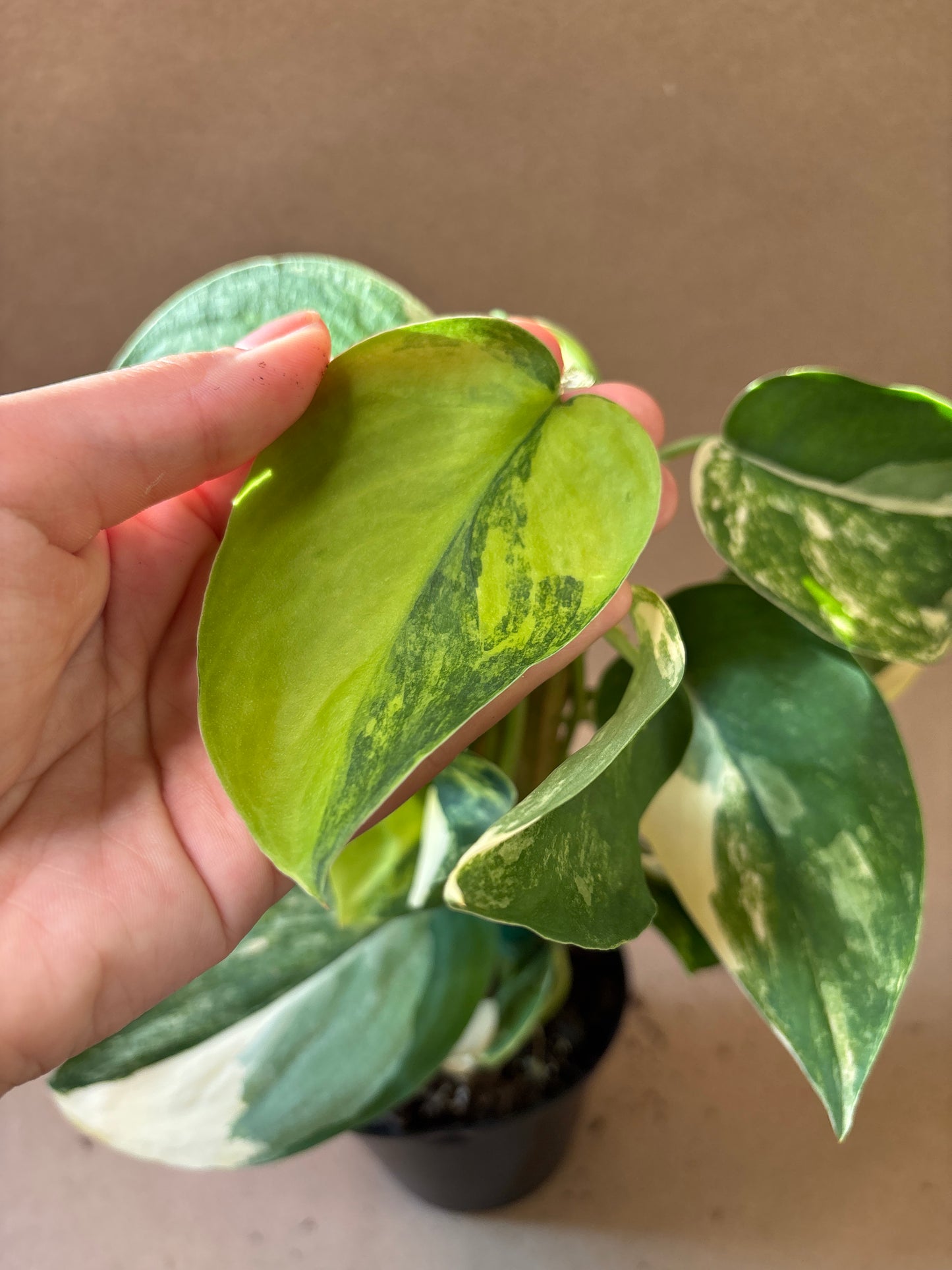 Scindapsus ‘Jade Satin’ (Yellow Variegated)