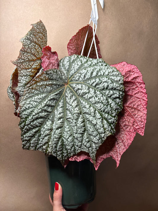 Begonia Emma’s Evolution™ pterodactyl