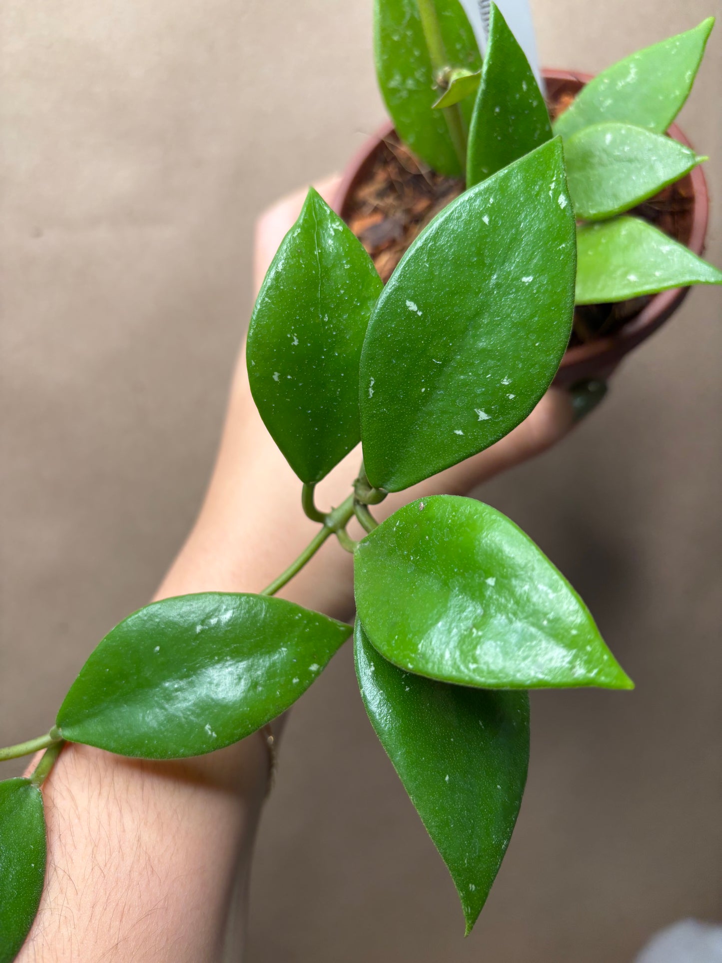 Hoya rundumensis