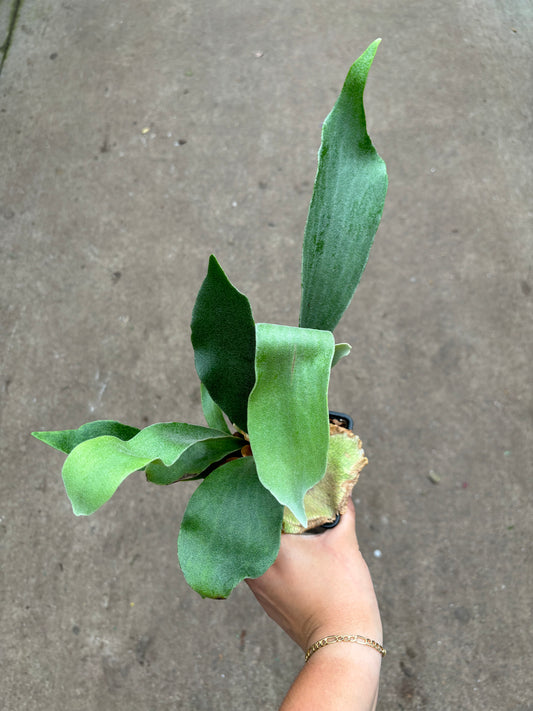 Staghorn Fern