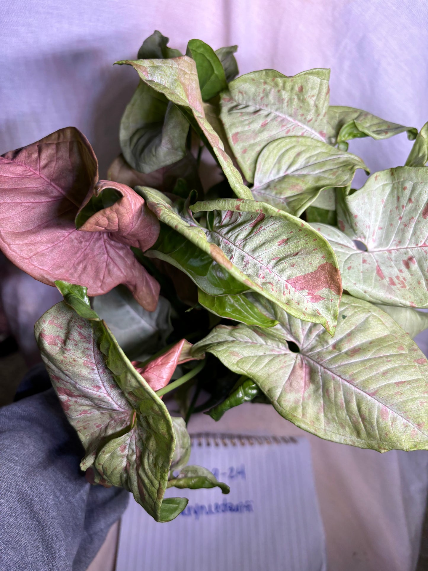 Syngonium Milk Confetti