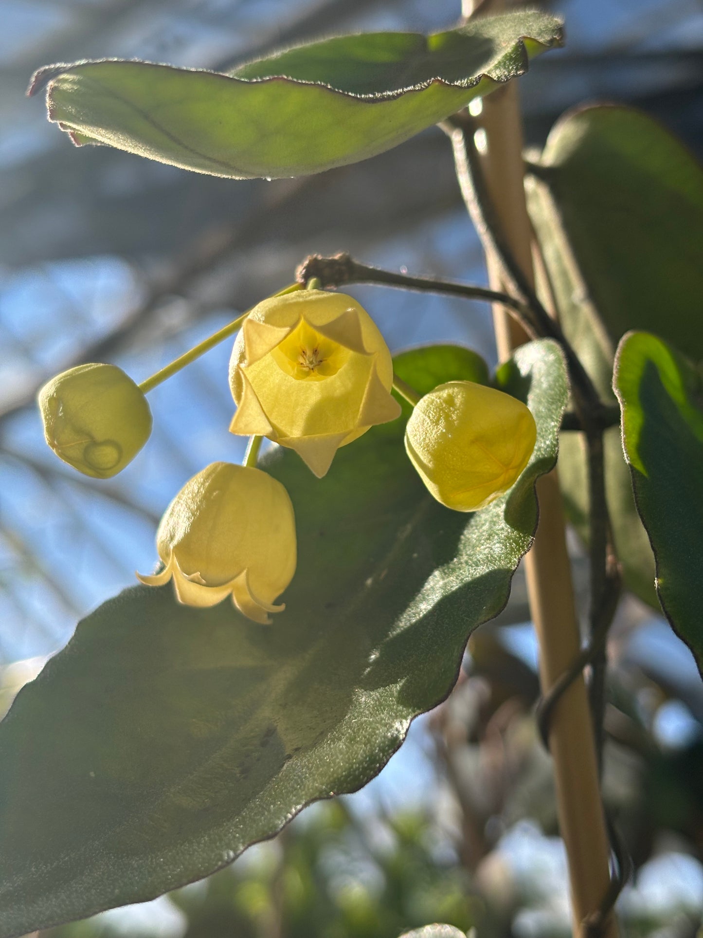 Hoya Inflata