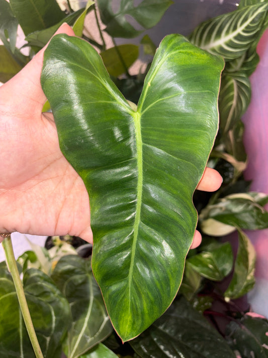 Philodendron Paraiso Verde