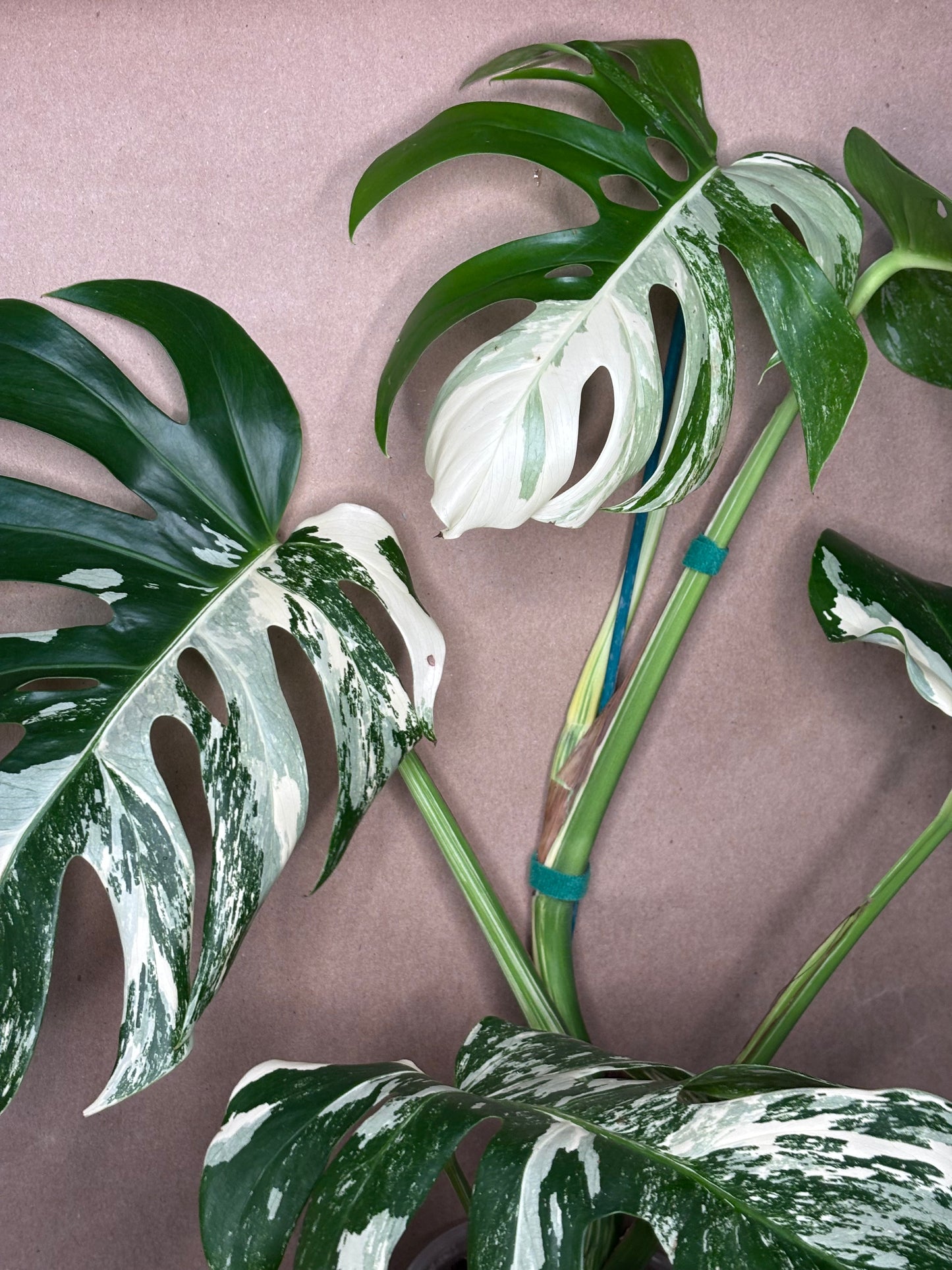 Monstera Deliciosa Albo