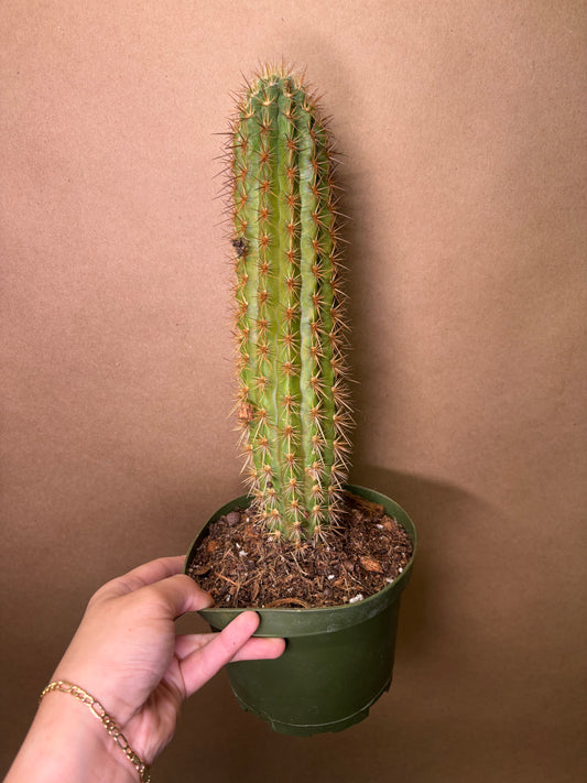 Trichocereus 'Sun Goddess'