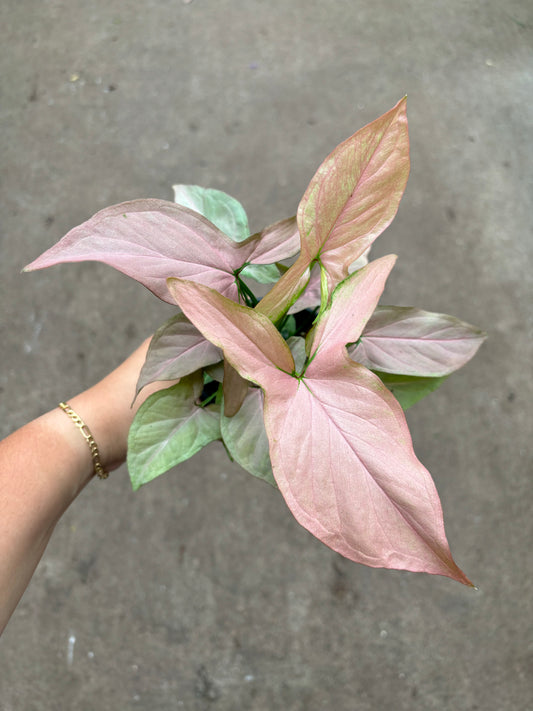 Syngonium Pink Perfection