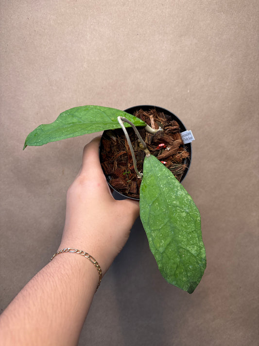Hoya Peninsuraris (H. petal Teddy Bear) 4”