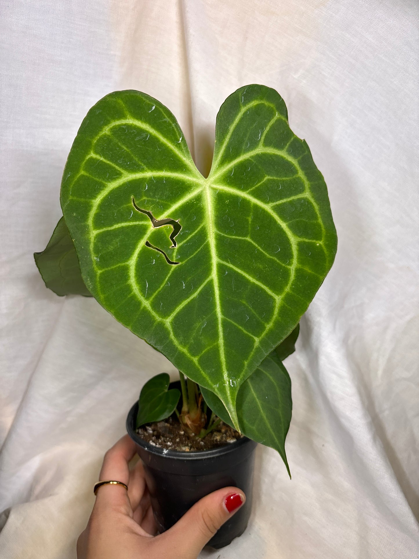 Anthurium Clarinervium Hybrid