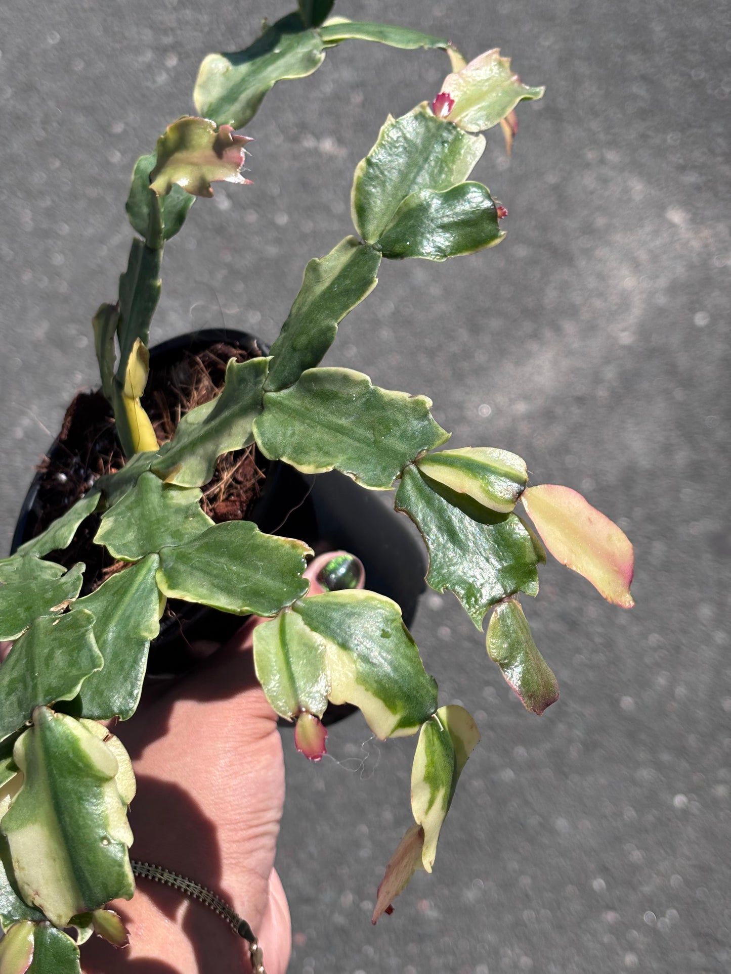 Variegated Thanksgiving Cactus