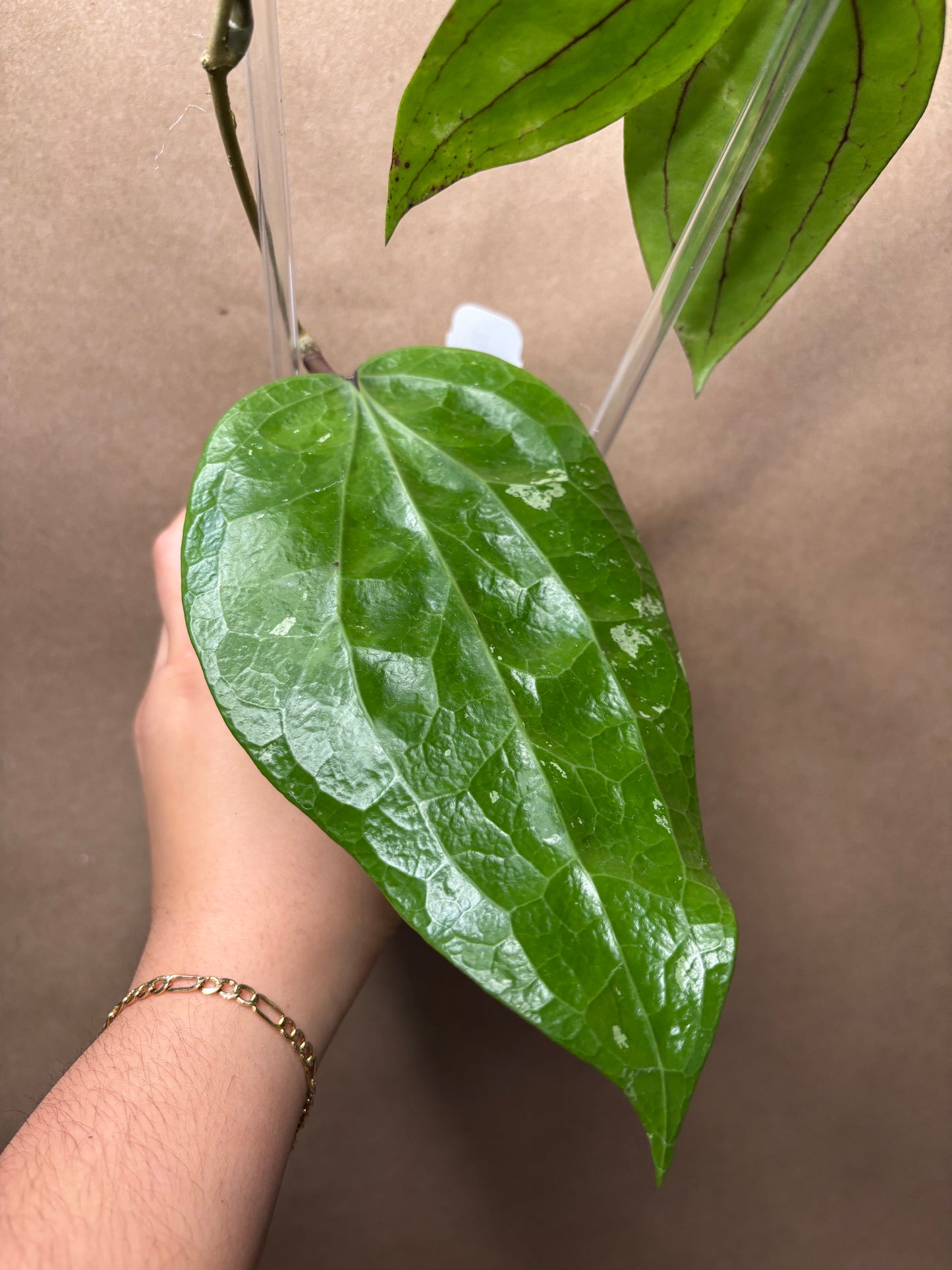 Hoya glabra 'Schlechter'