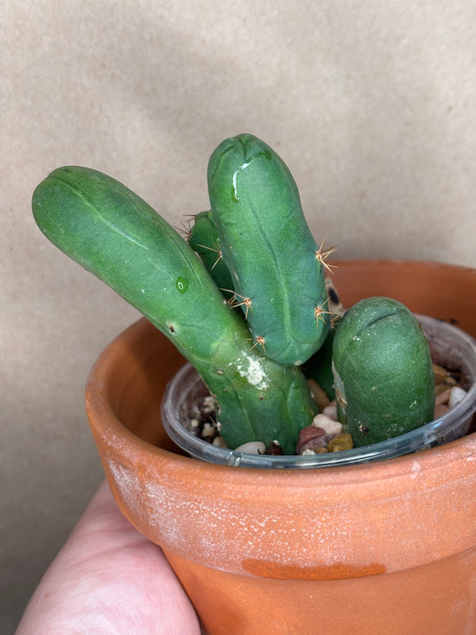 Penis cactus - Trichocereus bridgesii monstrose