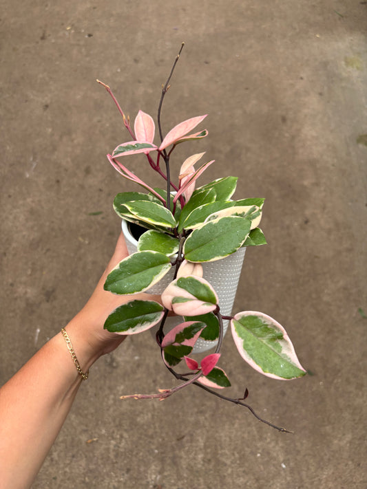 Hoya Carnosa flamingo dream