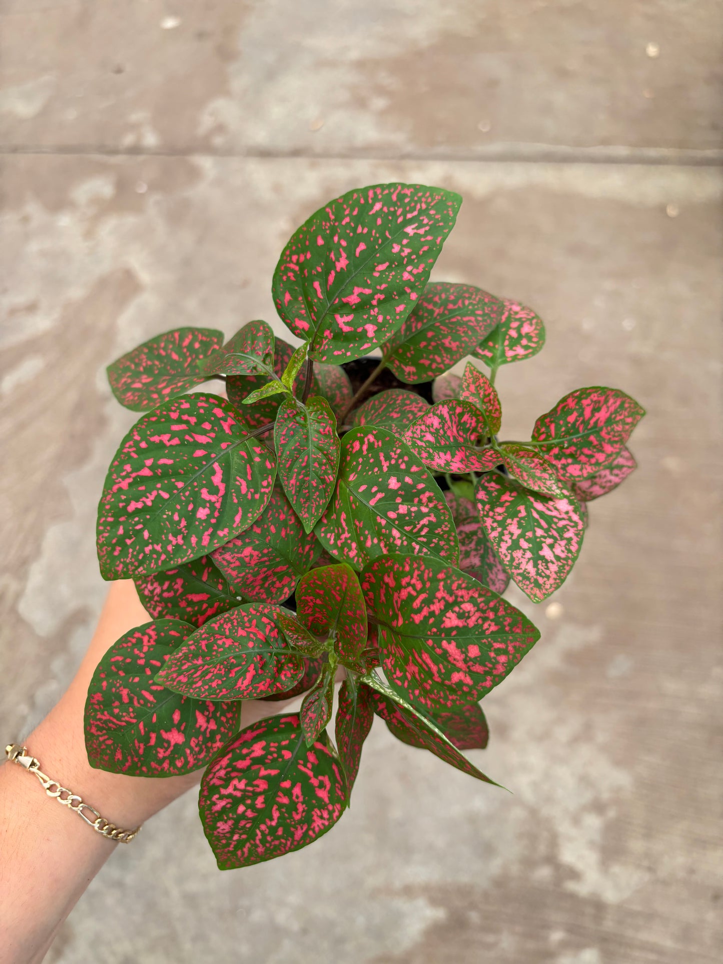 Polka Dot Plant (Red)