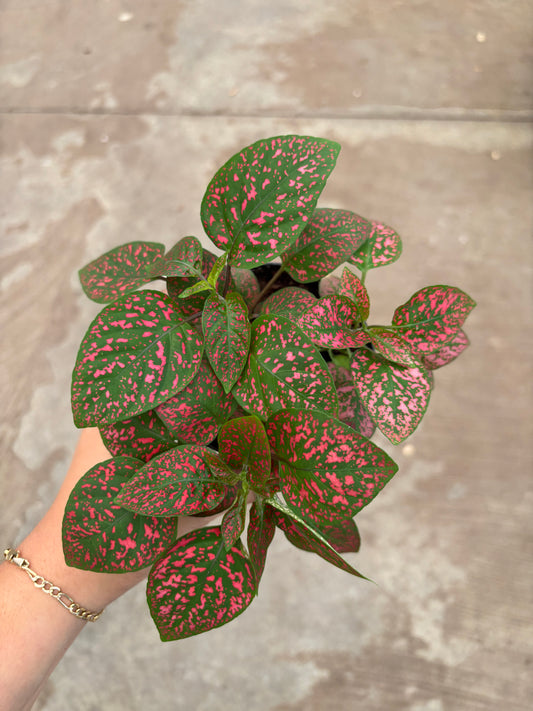 Polka Dot Plant (Red)