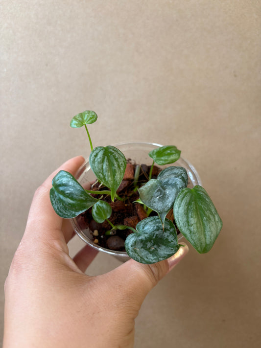 Philodendron Brandi Starter