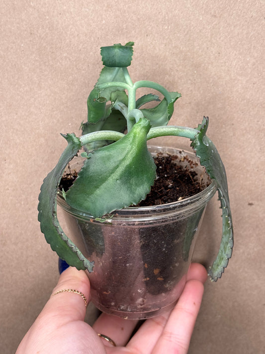 Mother of a Thousands