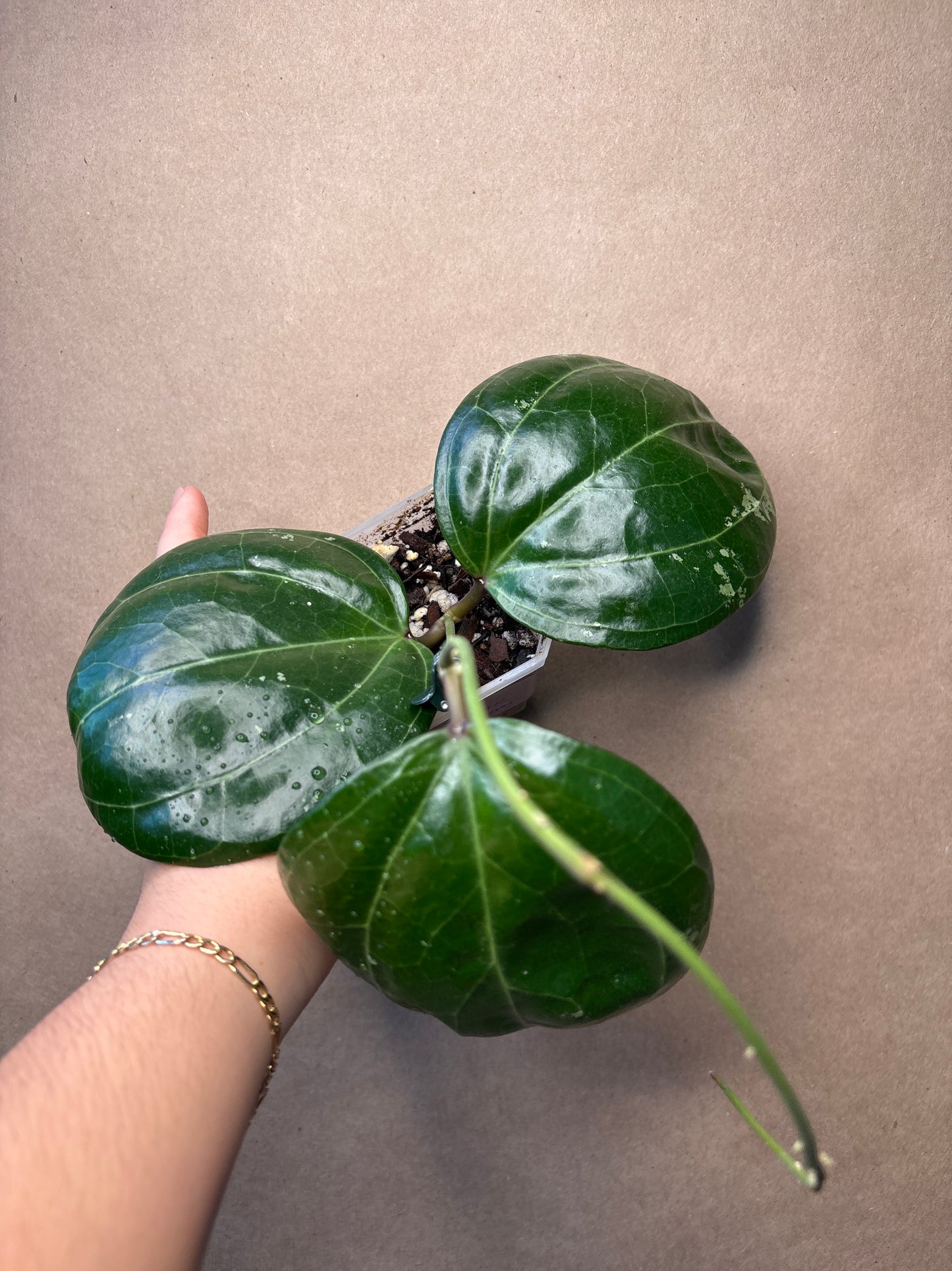 Hoya Sarawak (Cream)