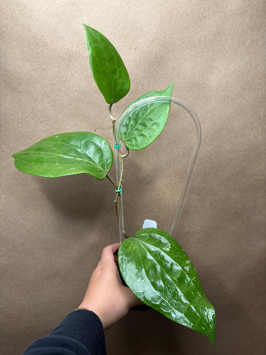 Hoya glabra 'Schlechter'