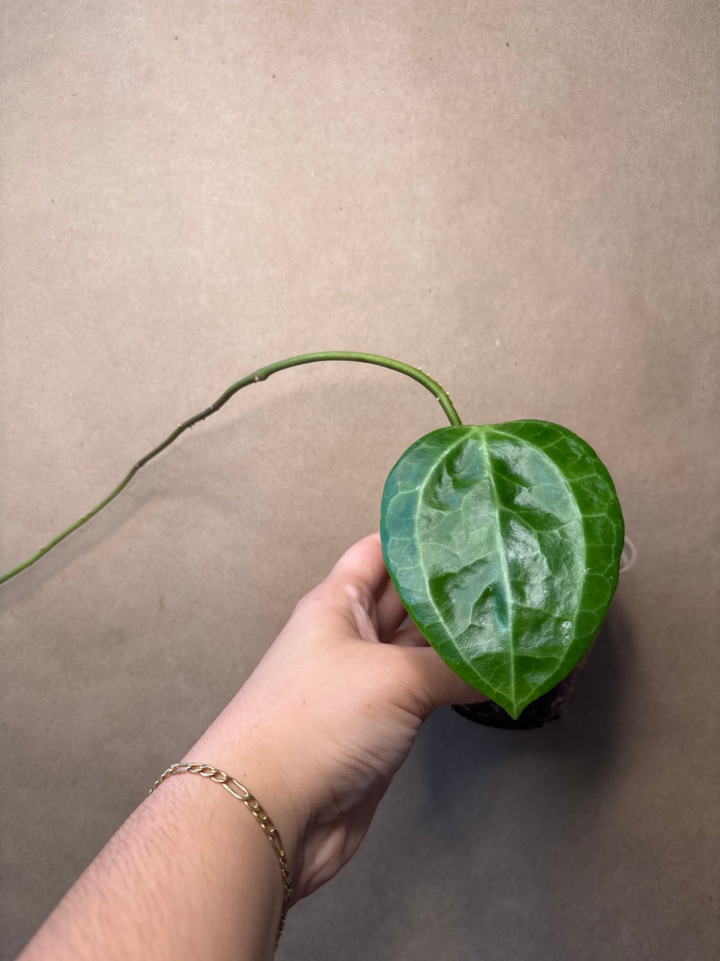 Hoya Latifolia ‘Snow Queen’