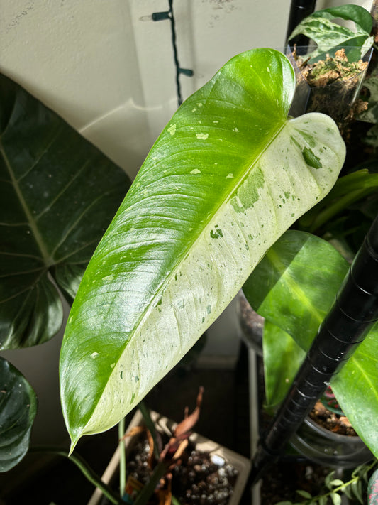 Philodendron ‘Jose Buono’