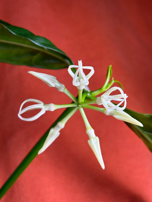 Hoya Decipulae