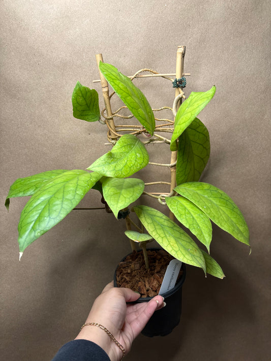 Hoya vitellinoides