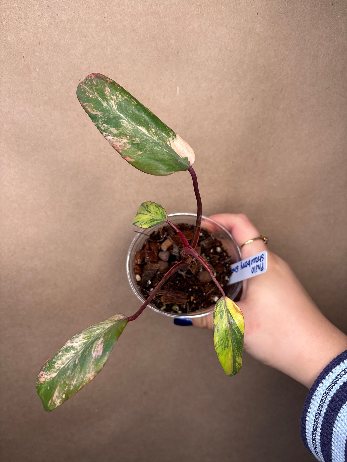 Philodendron Strawberry Shake
