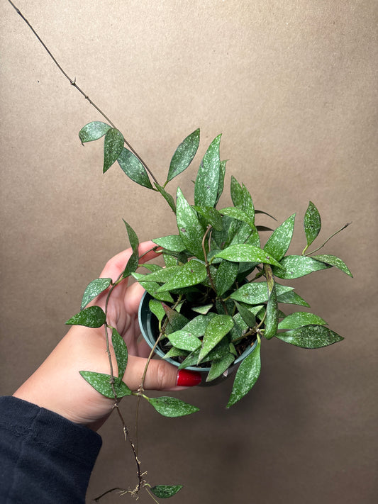 Hoya parviflora