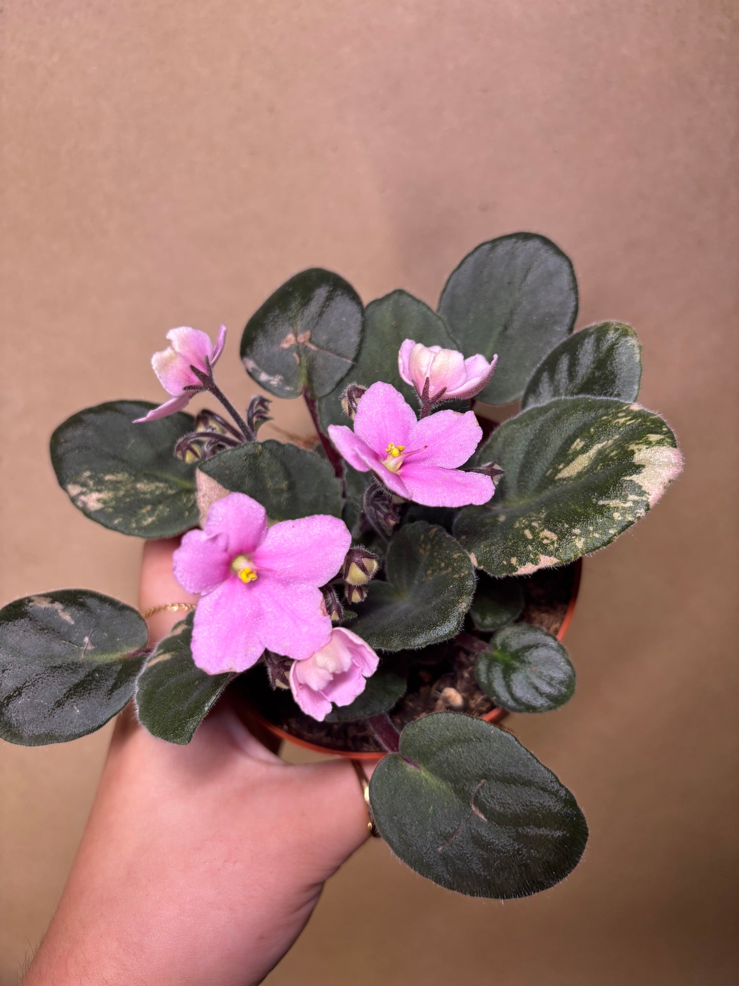 African Violet Pink Majesty