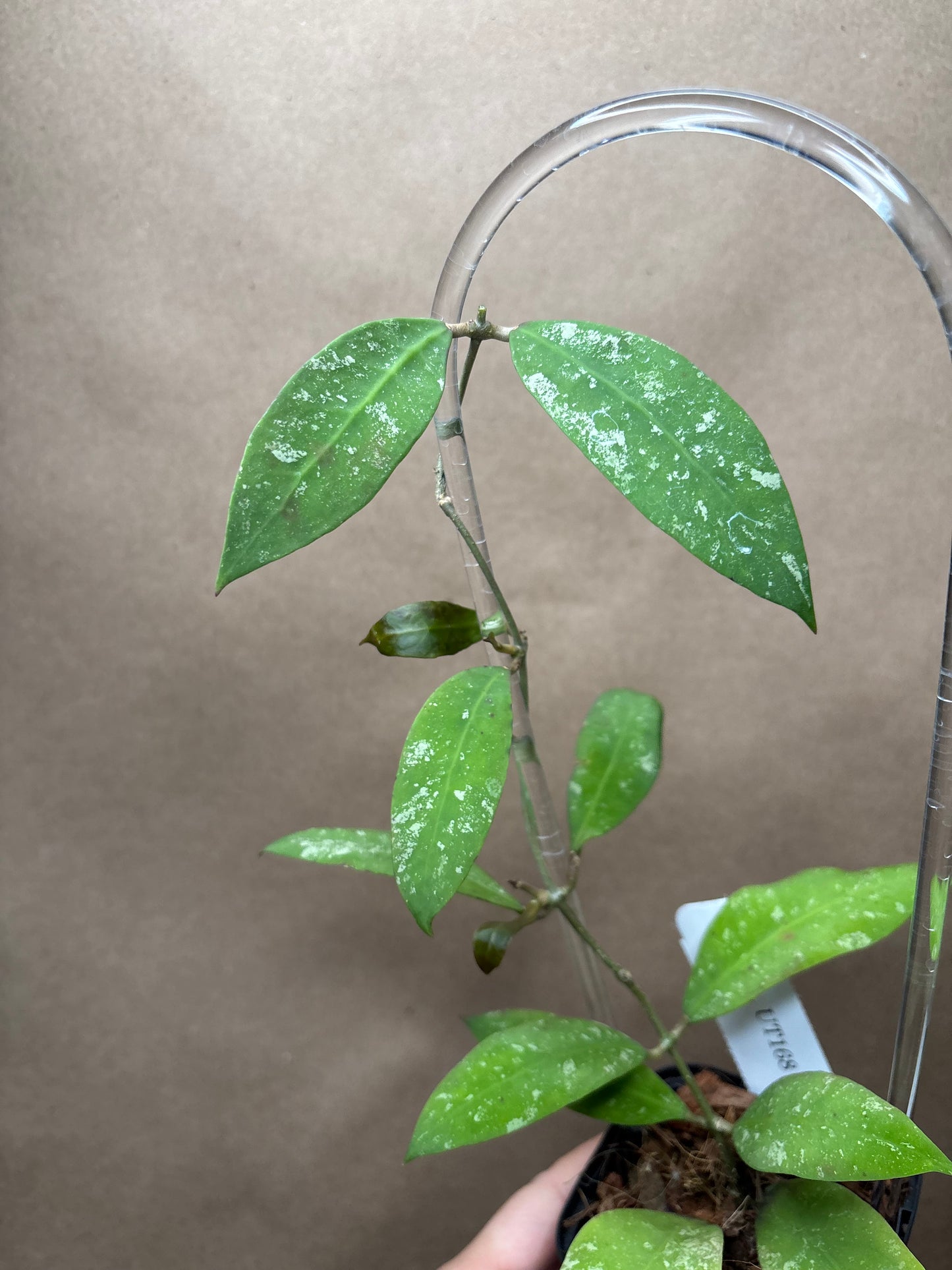 Hoya sp. UT 168 (H. ruthiae)