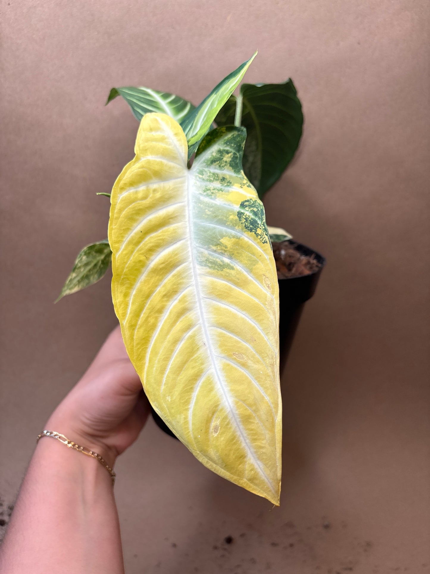 Xanthosoma Lindenii Variegated 6”